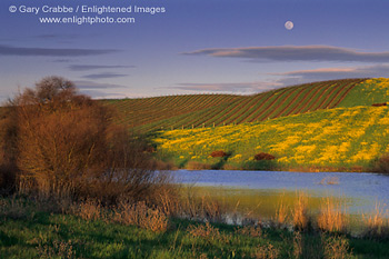 Moonrise over vineyard and mustard on hill above pond in spring, Sonoma County, California