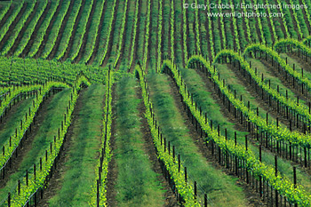 Green vineyard in spring, Alexander Valley, Somoma County Wine Growing Region, California