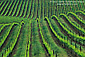 Green vineyard in spring, Alexander Valley, Somoma County Wine Growing Region, California