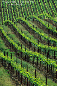 Vineyards in early spring near the Dry Creek Valley, Sonoma County, California