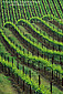 Vineyards in early spring near the Dry Creek Valley, Sonoma County, California\