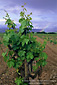 Grape vine and rainbow, Dry Creek Valley, Sonoma Valley, California