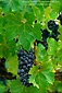 Red wine grapes on the vine in vineyard, Dry Creek Valley, Sonoma County, California