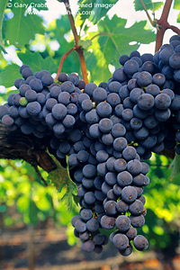 Red wine grapes on vine, Kunde Estate Vineyards, Sonoma Valley, California