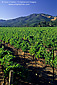 Vineyard in summer, near Kenwood, Sonoma Valley Wine Growing Region, California