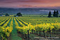 Sunrise over vineyard in fall at Geyseville, Alexander Valley, Sonoma County, California