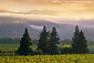 Morning fog over hills and vineyards at sunrise, Geyserville, Alexander Valley, Sonoma County, California