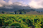 Morning fog clearing along hills above vineyard, Alexander Valley, Somoma County Wine Growing Region, California