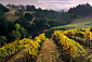 Vineyard in fall in the hills above the Alexander Valley, Sonoma County, California