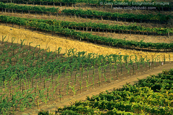 Vineyard on hills at Hanna Estate Winery, Alexander Valley, Sonoma County, California