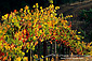 Fall colors on grape vine leaves in vineyard, Alexander Valley, Sonoma County Wine Growing Region, California