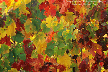 Grape vine leaves in autumn, Alexander Valley, Sonoma County, California