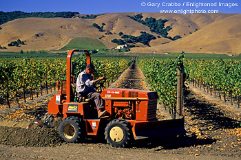 Red tractor in vineyard in summer, Los Carneros Region, Sonoma County, California