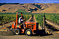 Red tractor in vineyard in summer, Los Carneros Region, Sonoma County, California