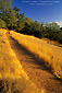 Golden grass and oak trees at sunset, Sonoma Overlook Trail, Sonoma Valley, California