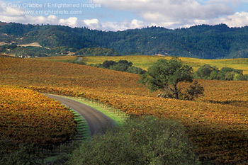Vineyards in fall along the Alexander Valley, near Asti, Sonoma County, California2