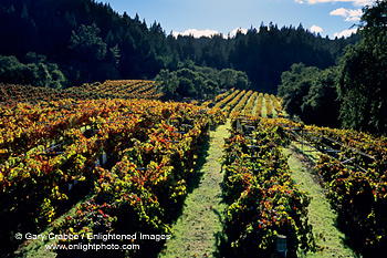 Vineyard in fall in hills along Dry Creek, Sonoma County, California