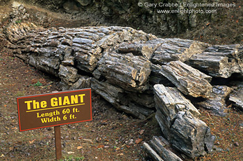 The Giant, Petrified Wood fossil log, Petrified Forest, Sonoma County, California