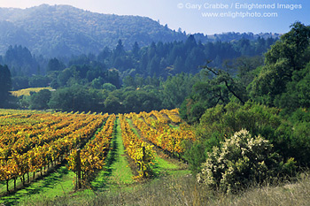 Vineyard in Fall, Jack London State Historic Park, Sonoma County, California