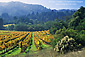Vineyard in Fall, Jack London State Historic Park, Sonoma County, California