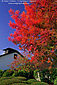Red leaves in fall on tree at Landmark Vineyards, Kenwood, Sonoma Valley, California