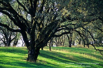 rees and grass in early spring, Sonoma County Regional Park, Sonoma Valley, California