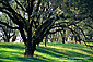 Trees and grass in early spring, Sonoma County Regional Park, Sonoma Valley, California