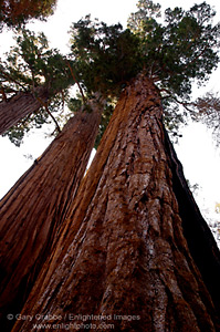 Giant Sequoia Tree (Sequoiadendron Giganteum), Congress Trail, Giant Forest, Sequoia National Park, California; Stock Photo photography picture image photograph fine art decor print wall mural gallery