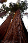 Giant Sequoia Tree (Sequoiadendron Giganteum), Congress Trail, Giant Forest, Sequoia National Park, California