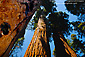 Looking up at Sequoia Trees, Congress Trail, Giant Forest, Sequoia National Park, California