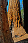 Giant Sequoia Trees (Sequoiadendron Giganteum) Congress Trail, Giant Forest, Sequoia National Park, California
