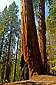 Sequoia Tree in mixed conifer forest, Congress Trail , Sequoia National Park, California