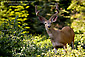 Male Mule deer buck (Odocoileus Hemionus) in forest at Dorst Creek, Sequoia National Park, California