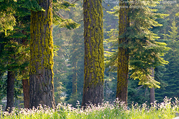 Sunset light on wildflowers, green grass, and pine trees in forest near Dorst Creek, Sequoia National Park, California; Stock Photo photography picture image photograph fine art decor print wall mural gallery