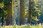 Sunset light on wildflowers, green grass, and pine trees in forest near Dorst Creek, Sequoia National Park, California