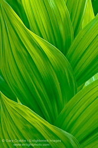 Green Corn Lily leaf detail pattern in meadow at Dorst Creek, Sequoia National Park, California; Stock Photo photography picture image photograph fine art decor print wall mural gallery