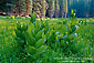 Corn Lily in green grass forest meadow at Dorst Creek, Sequoia National Park, California