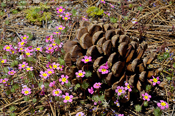 Mustang Clover Linanthus montanus and pine cone in summer, near Crescent Meadow, Sequoia National Park, California; Stock Photo photography picture image photograph fine art decor print wall mural gallery