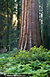 Giant Sequoia tree at sunset in forest near Moro Rock, Sequoia National Park, California