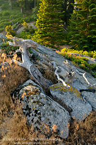 Sunset light on rock outcrop in forest, Sequoia National Park, California; Stock Photo photography picture image photograph fine art decor print wall mural gallery