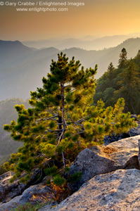 Young pine tree sapling on rock outcrop at sunset, Western Sierra, Sequoia National Park, California; Stock Photo photography picture image photograph fine art decor print wall mural gallery