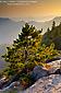 Young pine tree sapling on rock outcrop at sunset, Western Sierra, Sequoia National Park, California