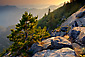 Young pine tree sapling growing out of rock outcrop and distant hills at sunset, near Moro Rock, Sequoia National Park, California