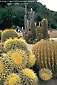 Picture: Cactus at the Wrigley Memorial and Botanical Gardens, Avalon, Catalina Island, California