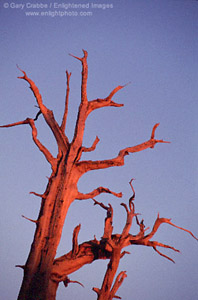 Alpenglow at sunset on Bristlecone Pine, Ancient Bristlecone Pine Forest, White Mountains, California