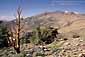 Bristlecone Pines at 10,000 feet, Ancient Bristlecone Pine Forest, White Mountains, California