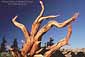 Bristlecone Pine Snag, Ancient Bristlecone Pine Forest, White Mountains, California