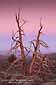 Evening light over Bristlecone Pines, Ancient Bristlecone Pine Forest, White Mountains, California