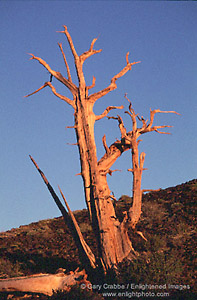 Sunset light on Bristlecone Pine, Ancient Bristlecone Pine Forest, White Mountains, California