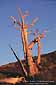 Sunset light on Bristlecone Pine, Ancient Bristlecone Pine Forest, White Mountains, California